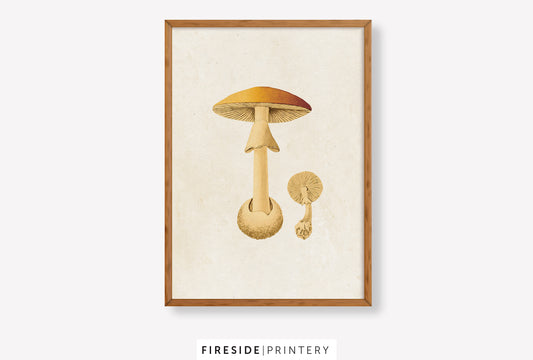Vintage Mushroom Print 4