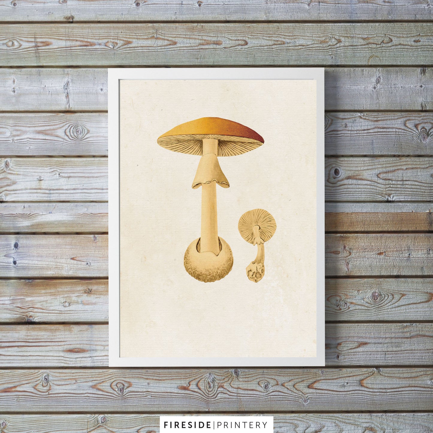 Vintage Mushroom Print 4